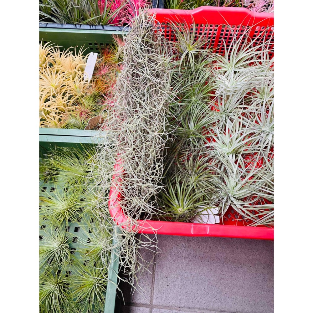 【厭物日.studio】懶人與植物空氣鳳梨-銀葉菘蘿-細節圖4