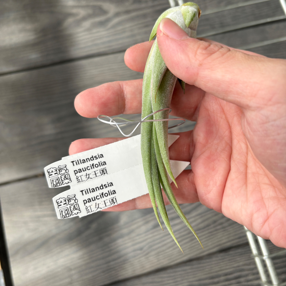 【 厭世植物園 】懶人與植物空氣鳳梨-paucifolia 紅女王頭 限時買一送一(隨機小顆空氣鳳梨)-細節圖2