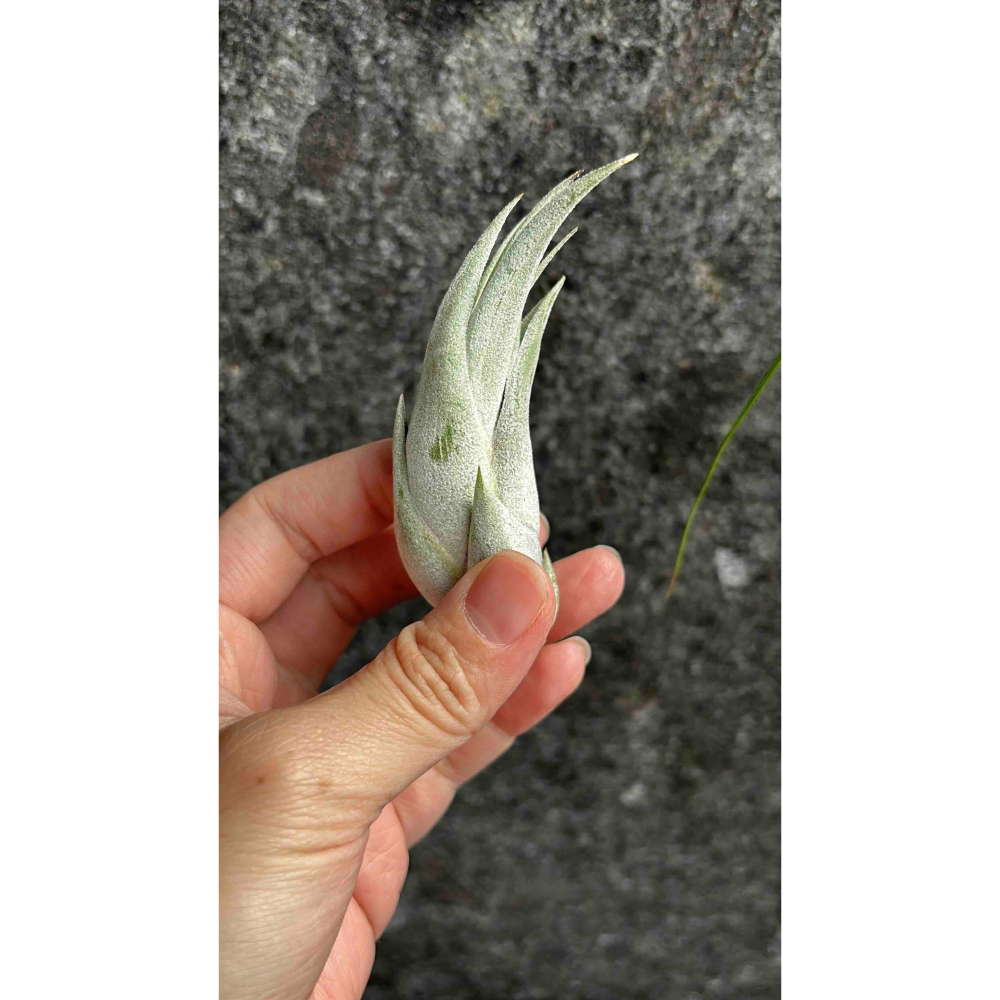 【 厭世植物園 】懶人與植物空氣鳳梨-paucifolia 紅女王頭 限時買一送一(隨機小顆空氣鳳梨)-細節圖3
