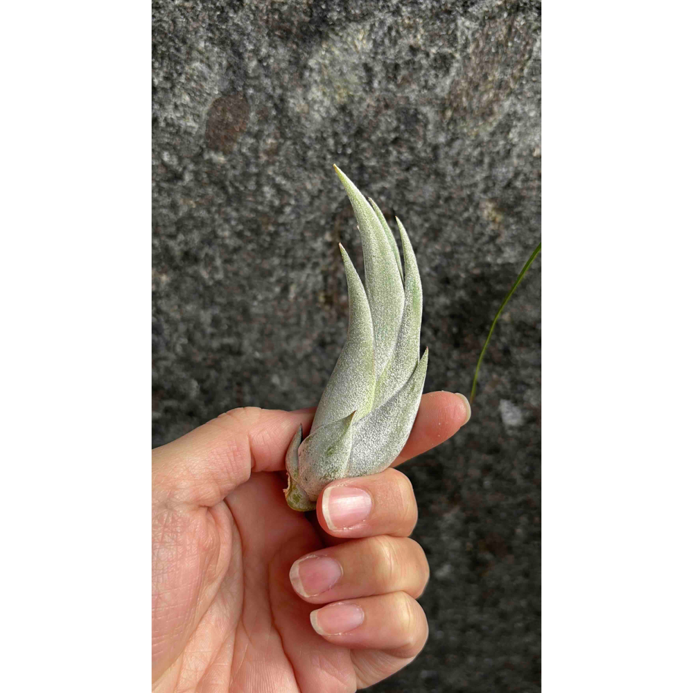 【 厭世植物園 】懶人與植物空氣鳳梨-paucifolia 紅女王頭 限時買一送一(隨機小顆空氣鳳梨)-細節圖4