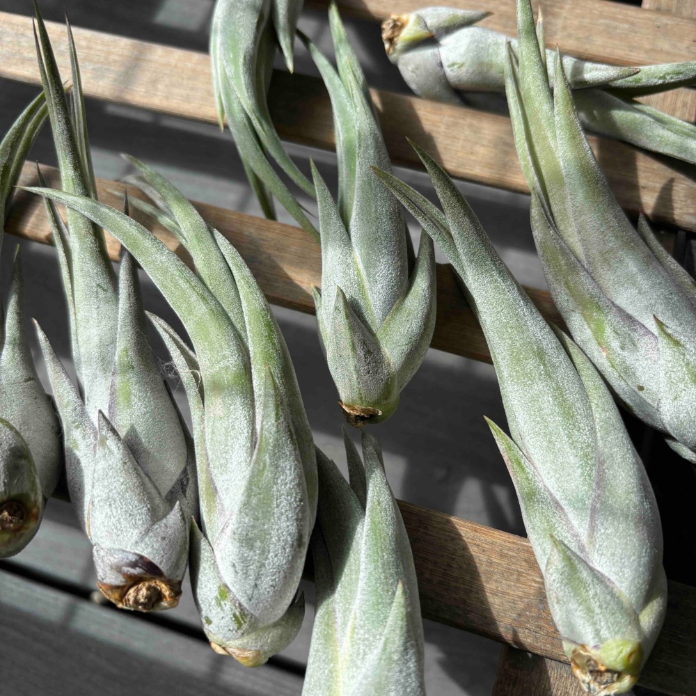 【 厭世植物園 】懶人與植物空氣鳳梨-paucifolia 紅女王頭-細節圖5