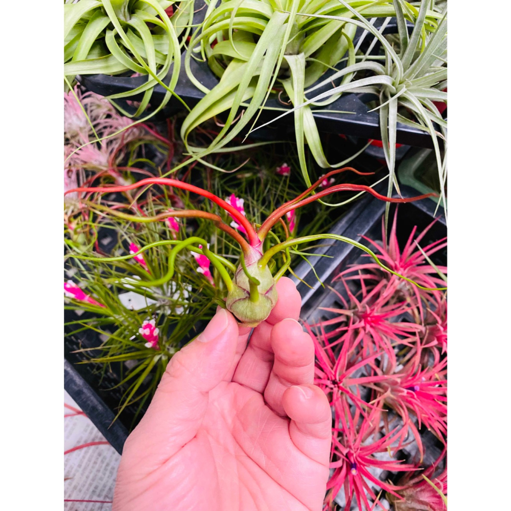 【厭物日.studio】懶人與植物空氣鳳梨-bulbosa 章魚  菲律賓大肚多葉子型-細節圖2