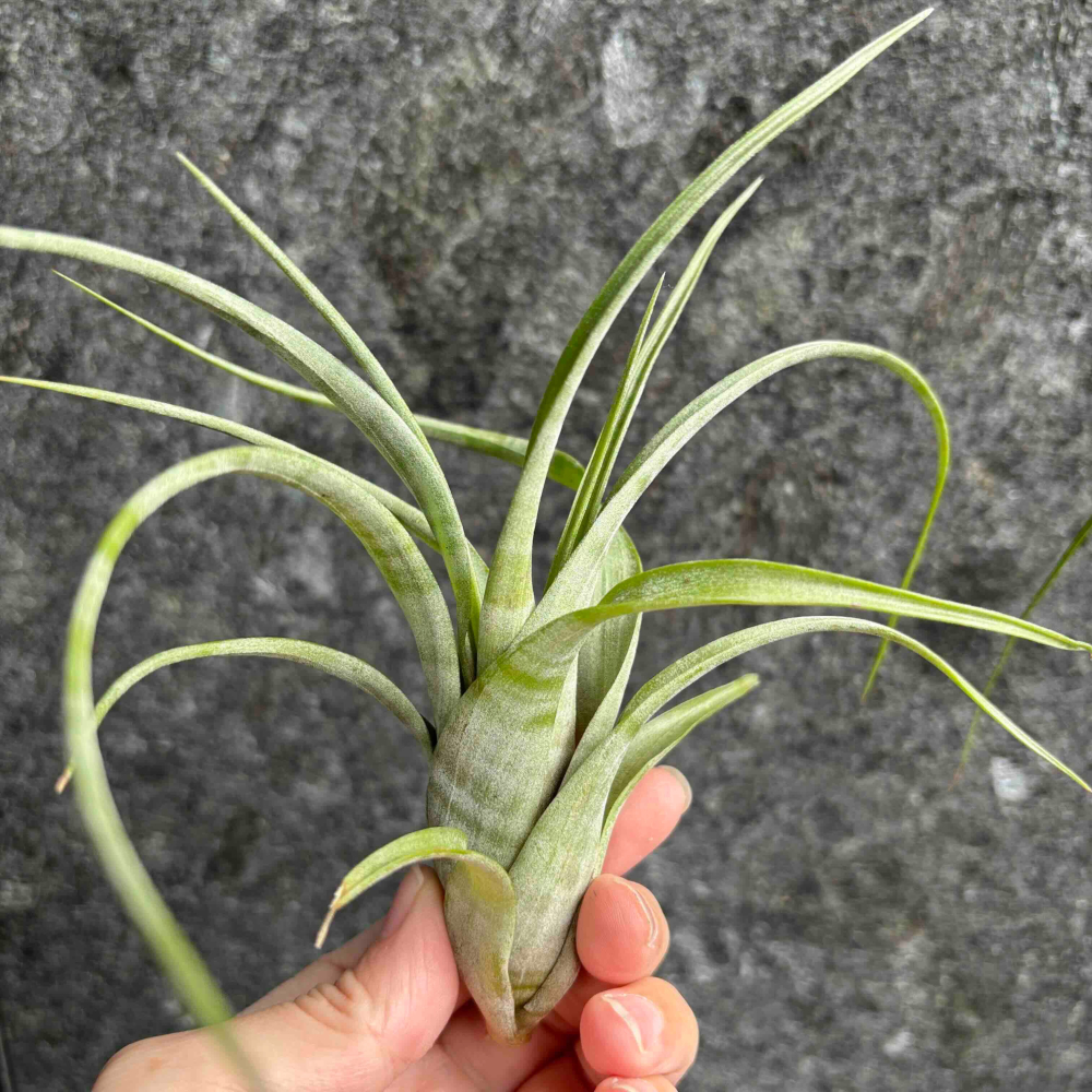 【厭物日.studio】懶人與植物空氣鳳梨-Flexuosa suriname 旋風 蘇里南限時買一送一(隨機小顆空氣-細節圖2