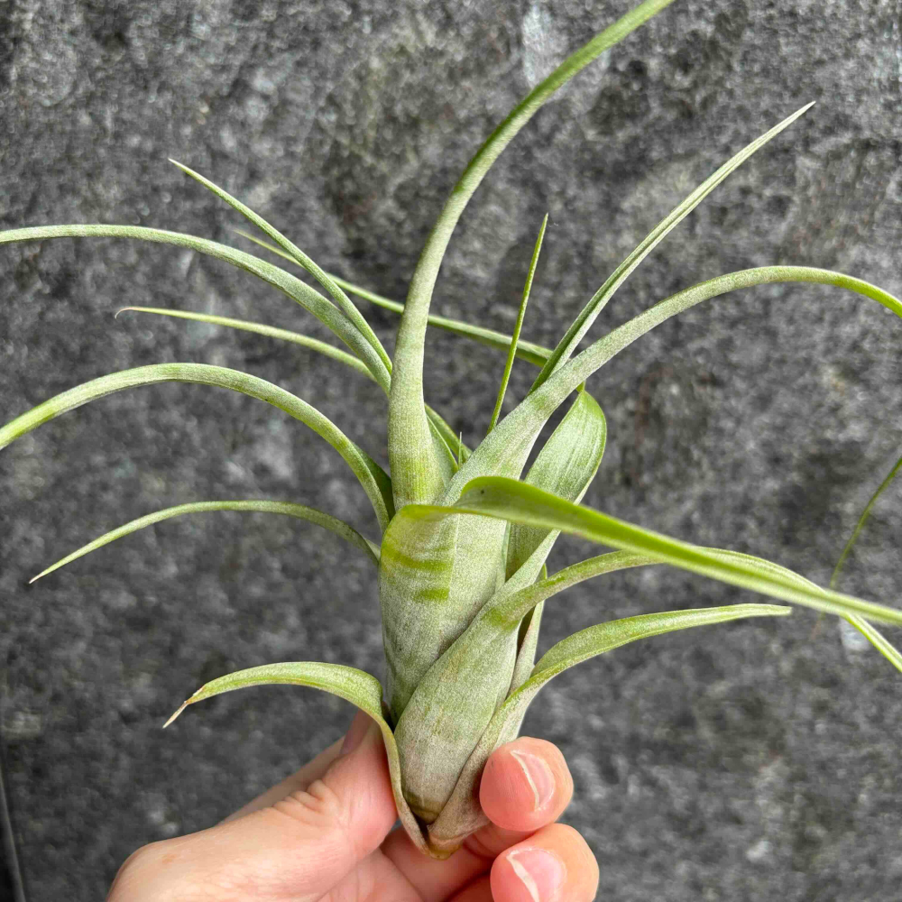 【厭物日.studio】懶人與植物空氣鳳梨-Flexuosa suriname 旋風 蘇里南限時買一送一(隨機小顆空氣-細節圖3