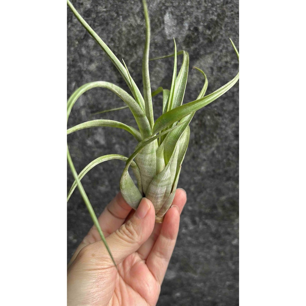 【厭物日.studio】懶人與植物空氣鳳梨-Flexuosa suriname 旋風 蘇里南限時-細節圖4