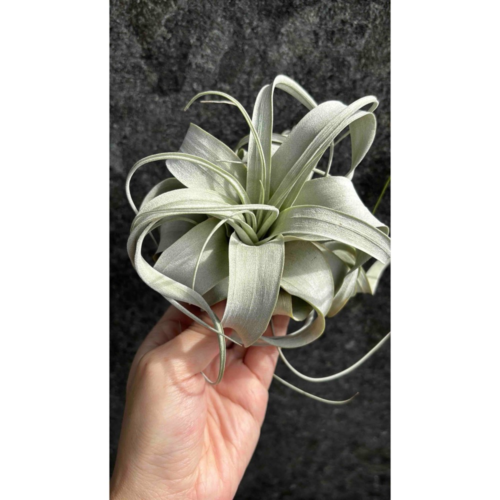 【 厭世植物園 】懶人植物空氣鳳梨-xerographica 霸王空氣鳳梨 掌心 限時買一送一(隨機小顆空氣鳳梨)-細節圖2