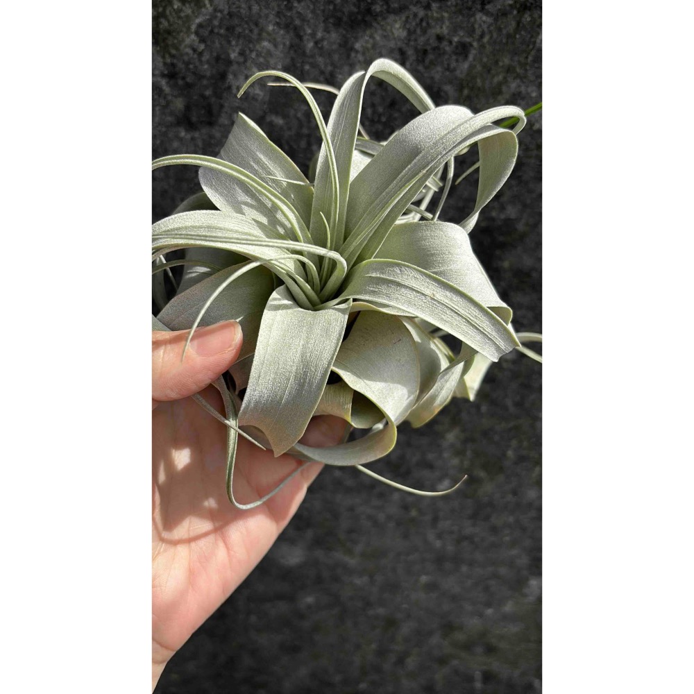 【 厭世植物園 】懶人植物空氣鳳梨-xerographica 霸王空氣鳳梨 掌心 限時買一送一(隨機小顆空氣鳳梨)-細節圖3