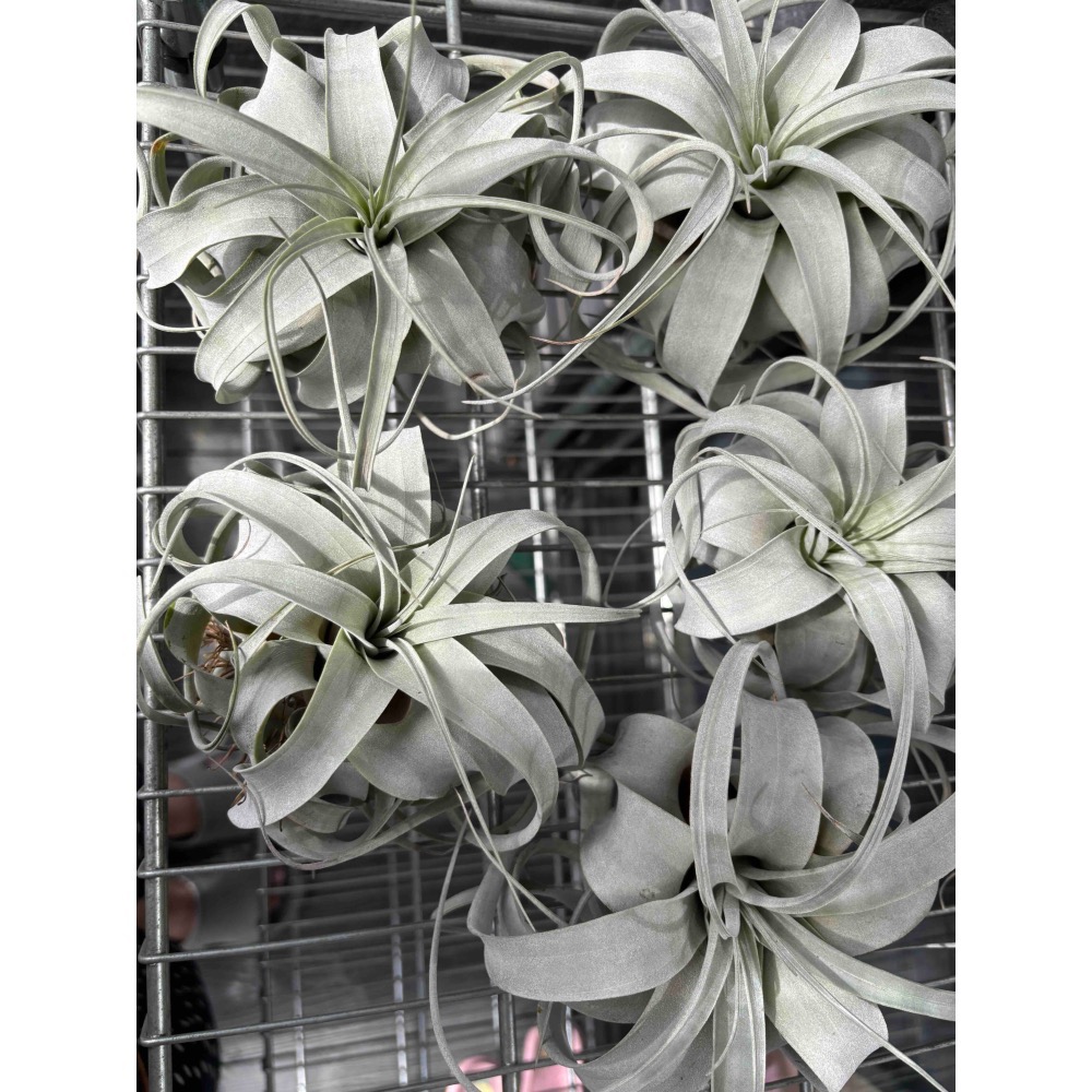 【 厭世植物園 】懶人植物空氣鳳梨-xerographica 霸王空氣鳳梨 掌心-細節圖4