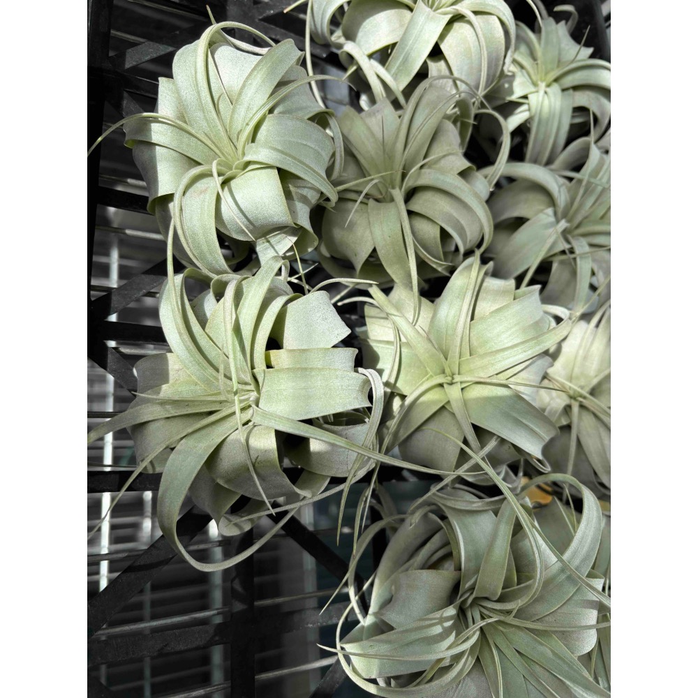 【 厭世植物園 】懶人植物空氣鳳梨-xerographica 霸王 迷你 限時買一送一(隨機小顆空氣鳳-細節圖3