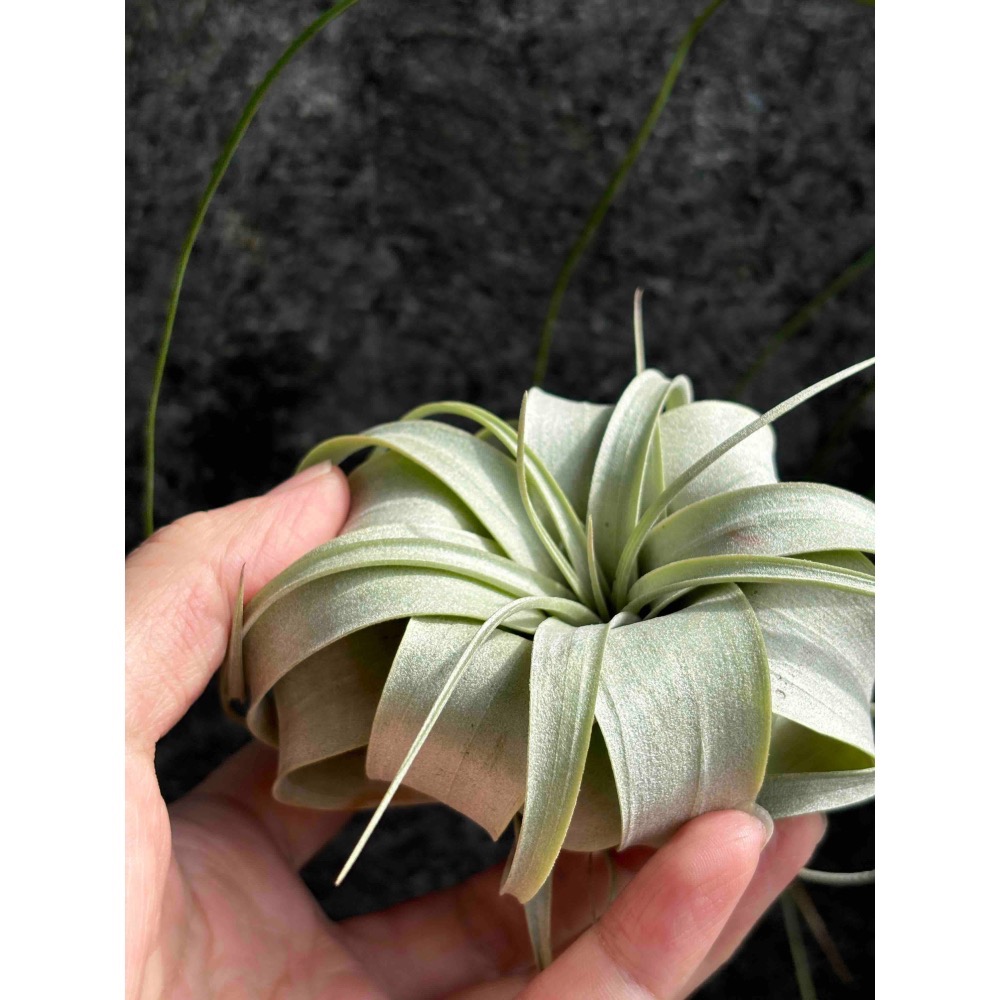 【 厭世植物園 】懶人植物空氣鳳梨-xerographica 霸王 迷你-細節圖2