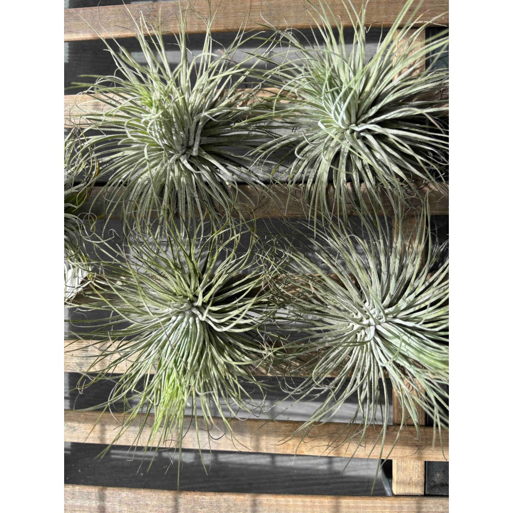 【 厭世植物園 】懶人植物空氣鳳梨-magnusiana 大白毛 超大 限時買一送一(隨機小顆空氣鳳梨)-細節圖2