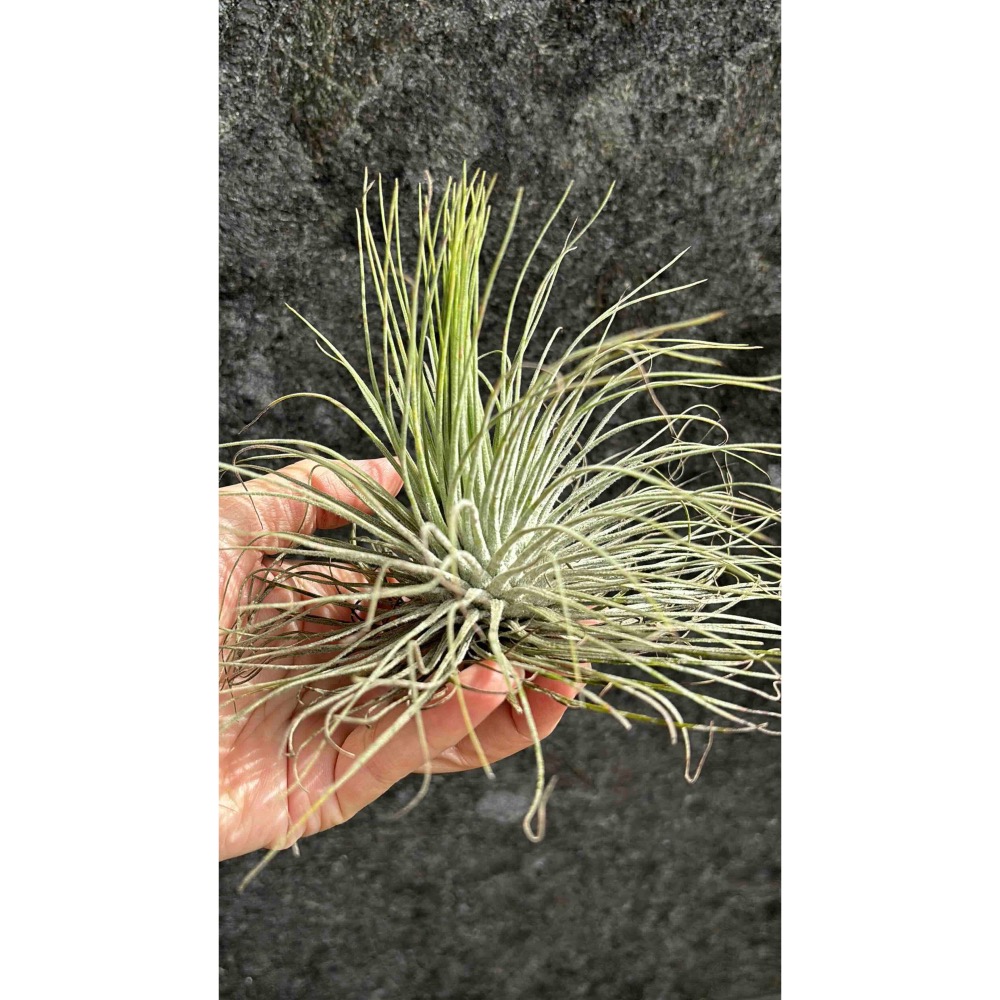 【 厭世植物園 】懶人植物空氣鳳梨-magnusiana 大白毛 超大 限時買一送一(隨機小顆空氣鳳梨)-細節圖3