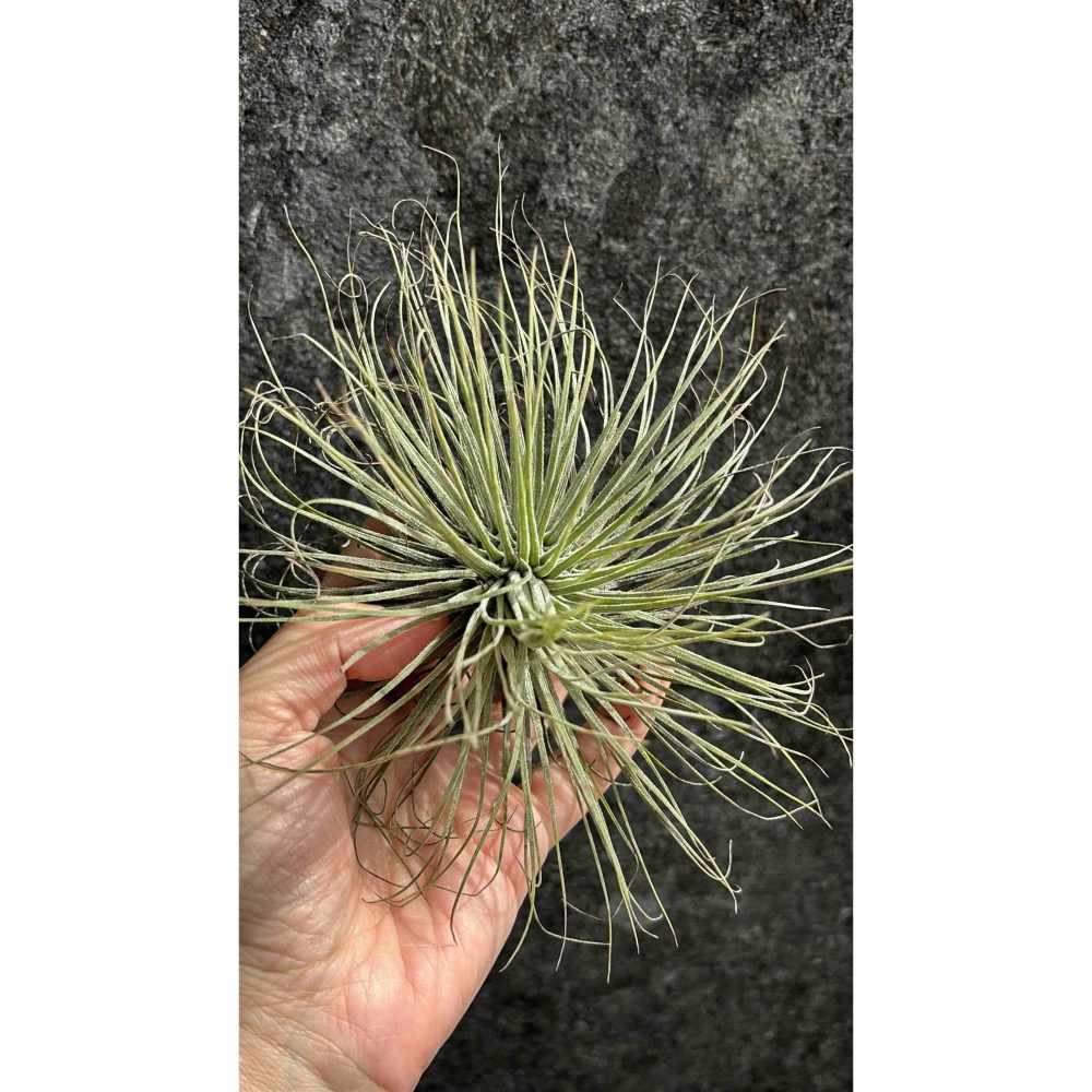 【 厭世植物園 】懶人植物空氣鳳梨-magnusiana 大白毛 超大 限時買一送一(隨機小顆空氣鳳梨)-細節圖4