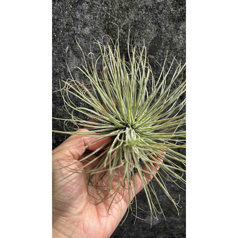 【 厭世植物園 】懶人植物空氣鳳梨-magnusiana 大白毛 超大 限時買一送一(隨機小顆空氣鳳梨)-細節圖5