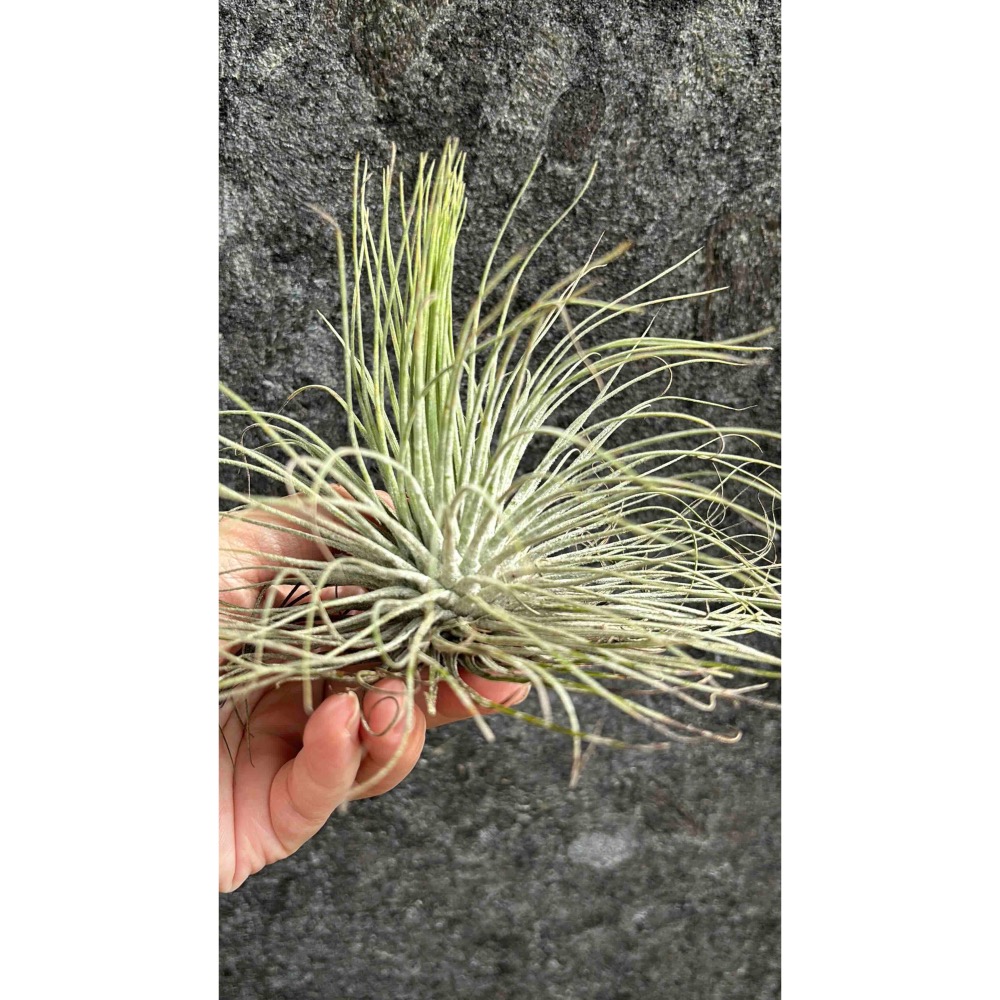 【 厭世植物園 】懶人植物空氣鳳梨-magnusiana 大白毛 超大 限時買一送一(隨機小顆空氣鳳梨)-細節圖6