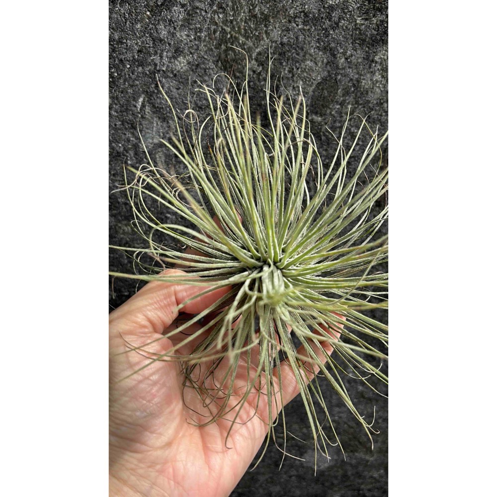 【 厭世植物園 】懶人植物空氣鳳梨-magnusiana 大白毛 超大-細節圖5