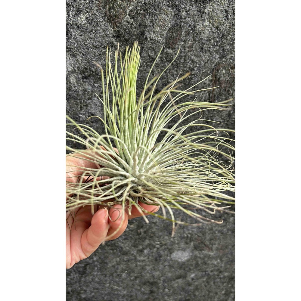 【 厭世植物園 】懶人植物空氣鳳梨-magnusiana 大白毛 超大-細節圖6