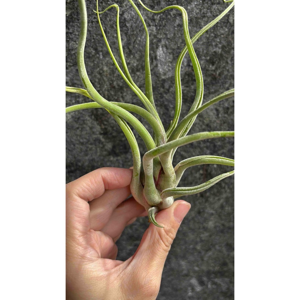 【 厭世植物園 】懶人植物空氣鳳梨-女王頭／梅杜莎 (大)限時買一送一(隨機小顆空氣鳳梨)-細節圖2