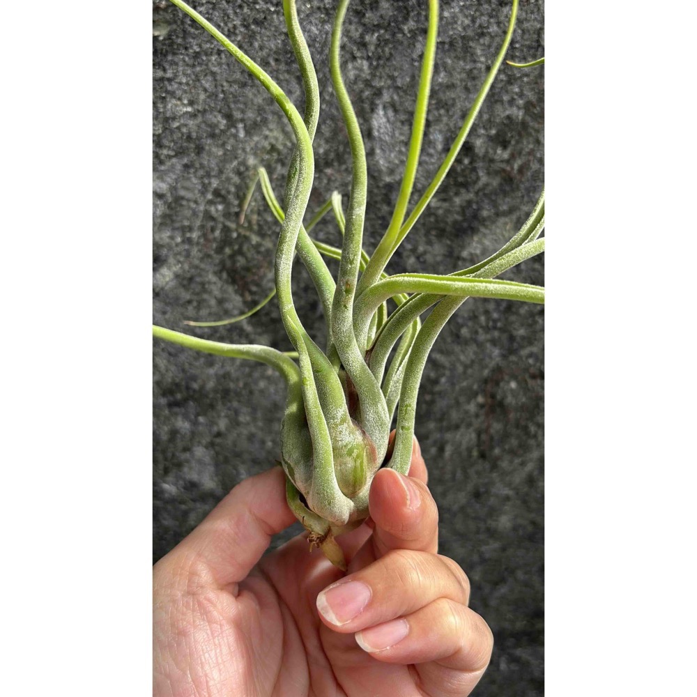 【 厭世植物園 】懶人植物空氣鳳梨-女王頭／梅杜莎 (大)限時買一送一(隨機小顆空氣鳳梨)-細節圖3