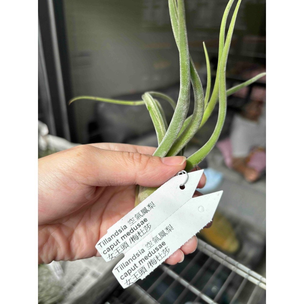 【 厭世植物園 】懶人植物空氣鳳梨-女王頭／梅杜莎 (大)限時買一送一(隨機小顆空氣鳳梨)-細節圖4