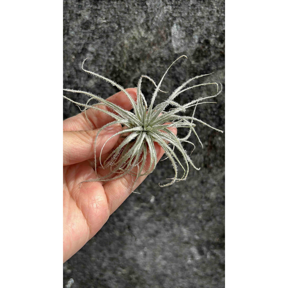 【 厭世植物園 】懶人植物空氣鳳梨-雞毛撢子(約5公分 限時買一送一(隨機小顆空氣鳳梨)-細節圖2