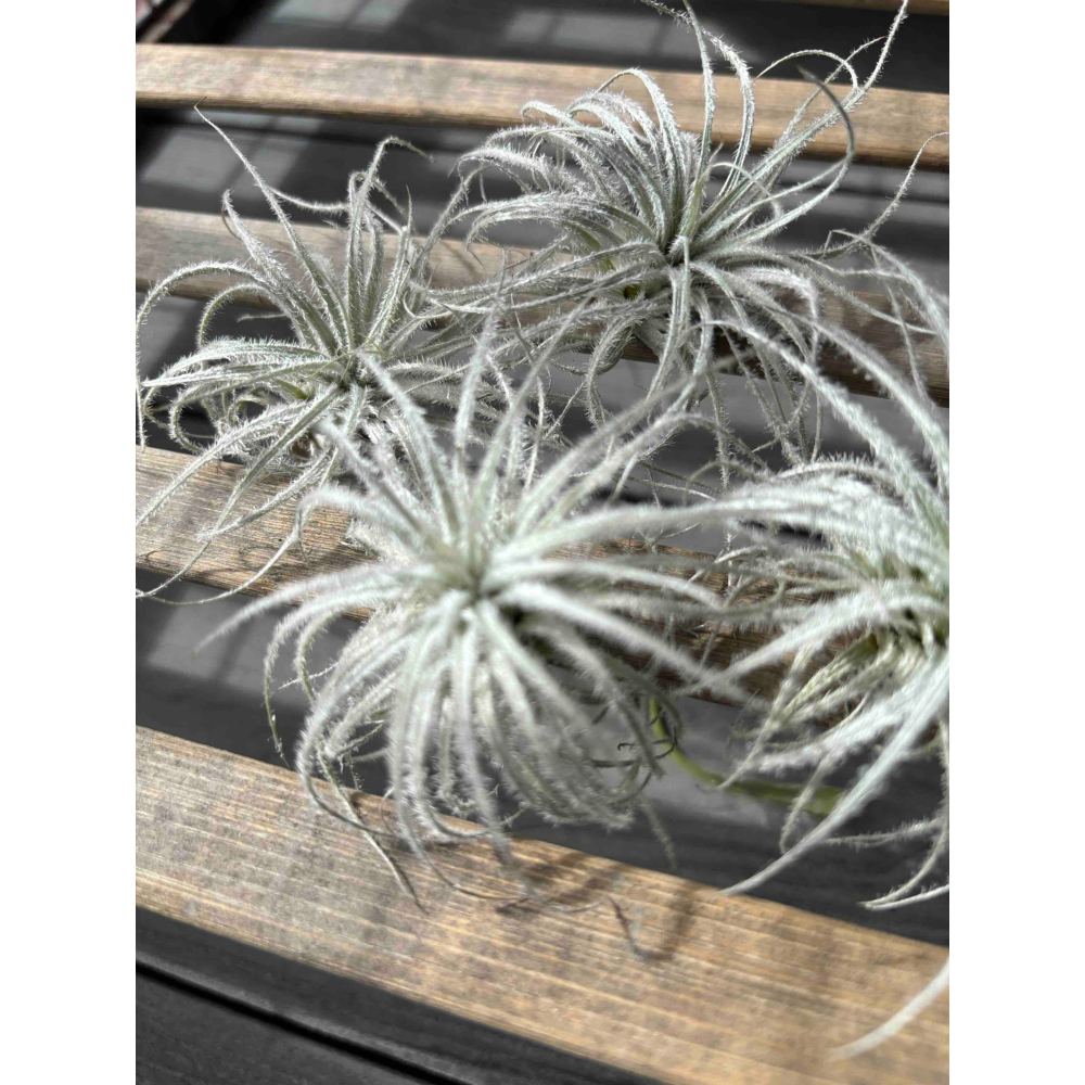 【 厭世植物園 】懶人植物空氣鳳梨-雞毛撢子(約5公分 限時買一送一(隨機小顆空氣鳳梨)-細節圖3