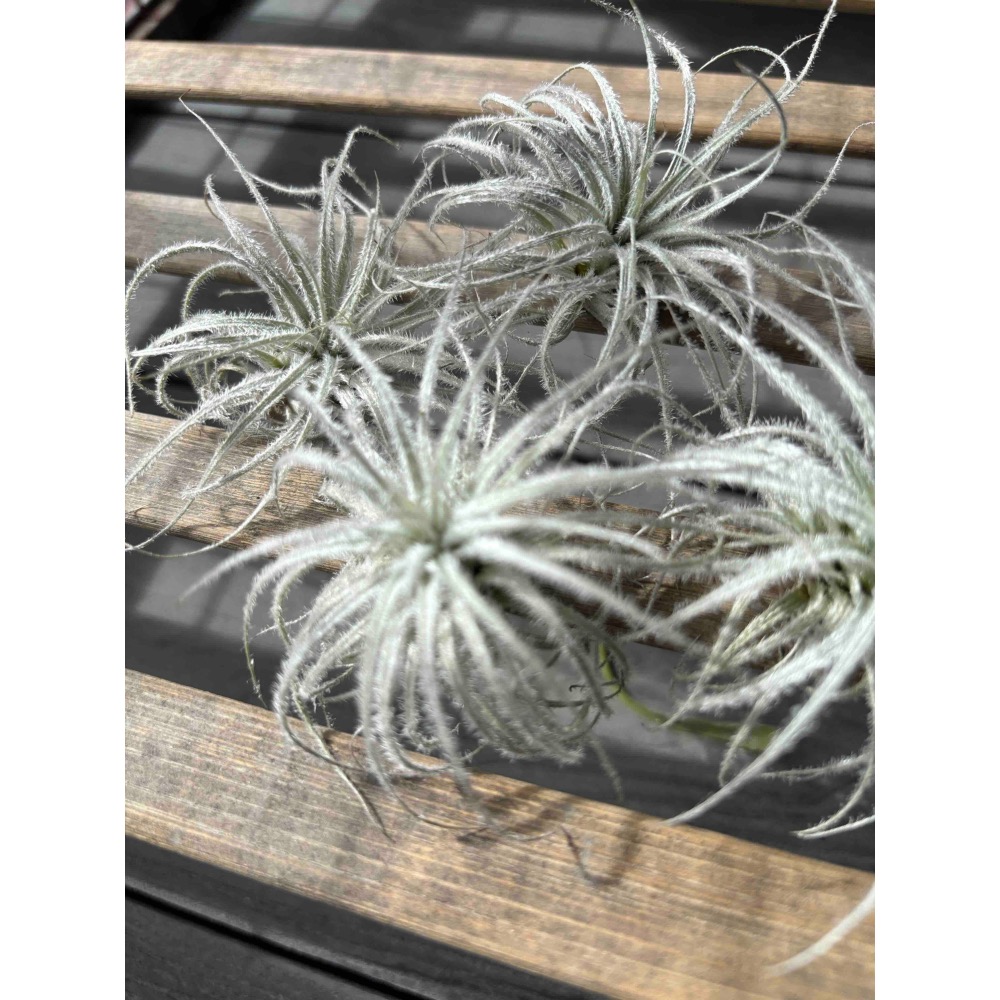 【 厭世植物園 】懶人植物空氣鳳梨-雞毛撢子(約5公分-細節圖3