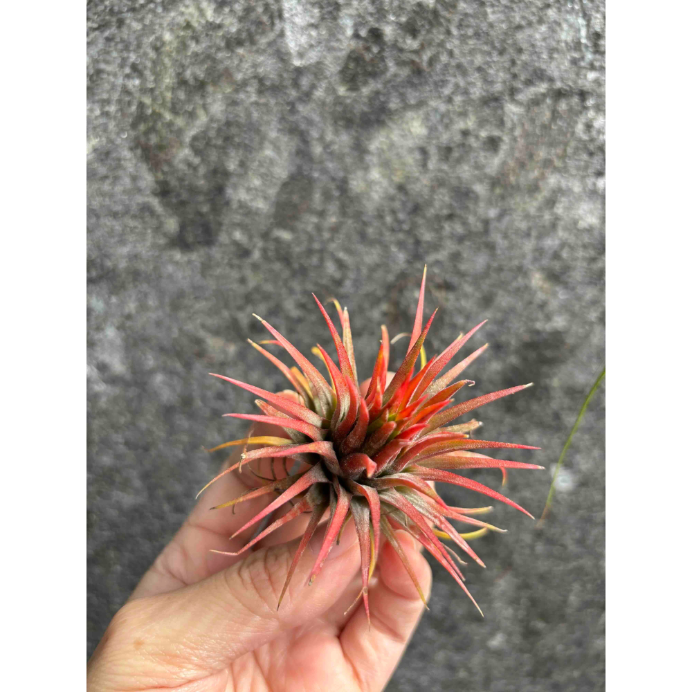 【 厭世植物園 】懶人植物空氣鳳梨- 變異小精靈<葉轉紅色> 限時買一送一(隨機小顆空氣鳳梨-細節圖2