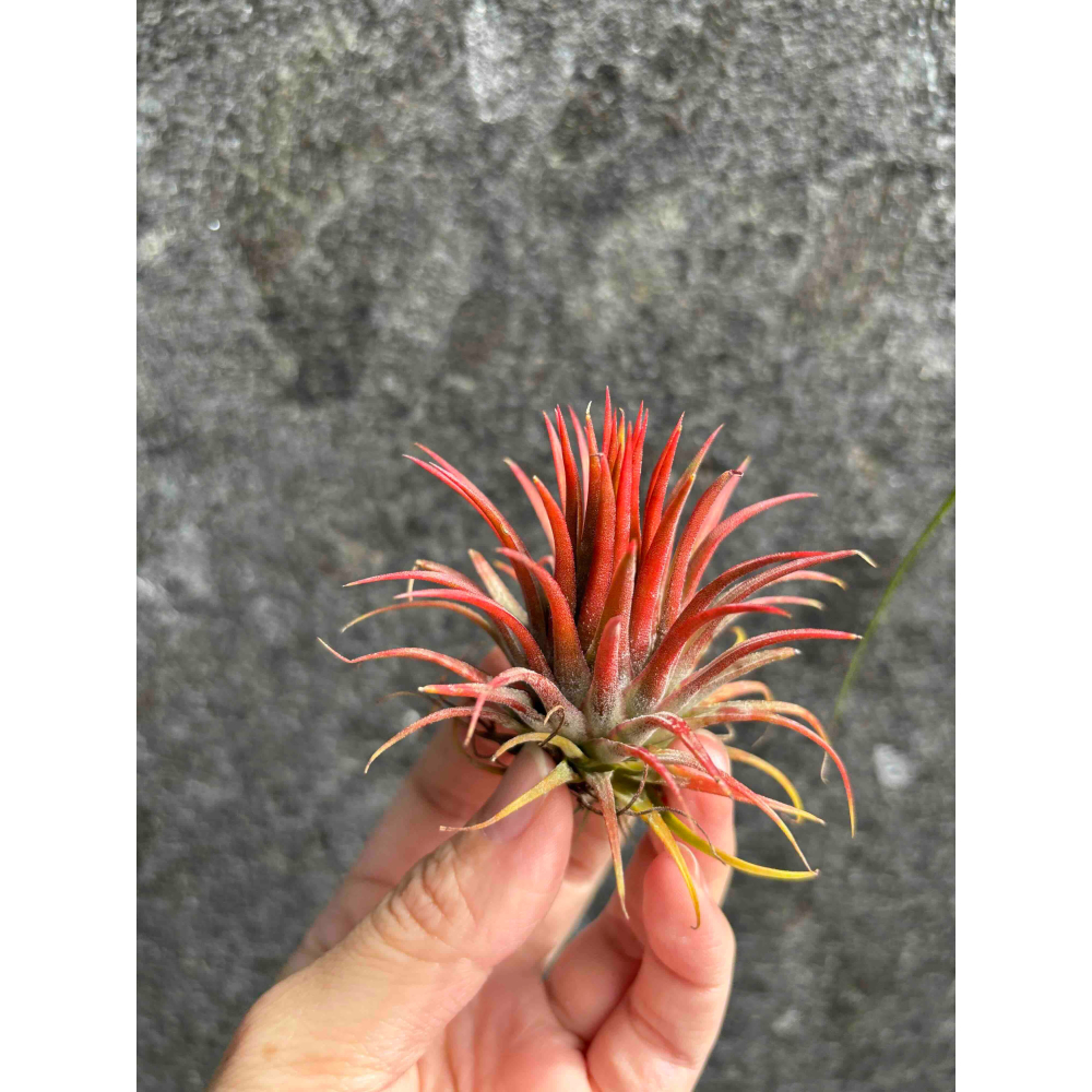 【 厭世植物園 】懶人植物空氣鳳梨- 變異小精靈<葉轉紅色> 限時買一送一(隨機小顆空氣鳳梨-細節圖3