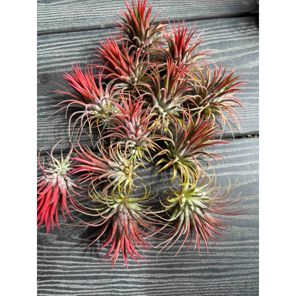 【 厭世植物園 】懶人植物空氣鳳梨- 變異小精靈<葉轉紅色> 限時買一送一(隨機小顆空氣鳳梨-細節圖4