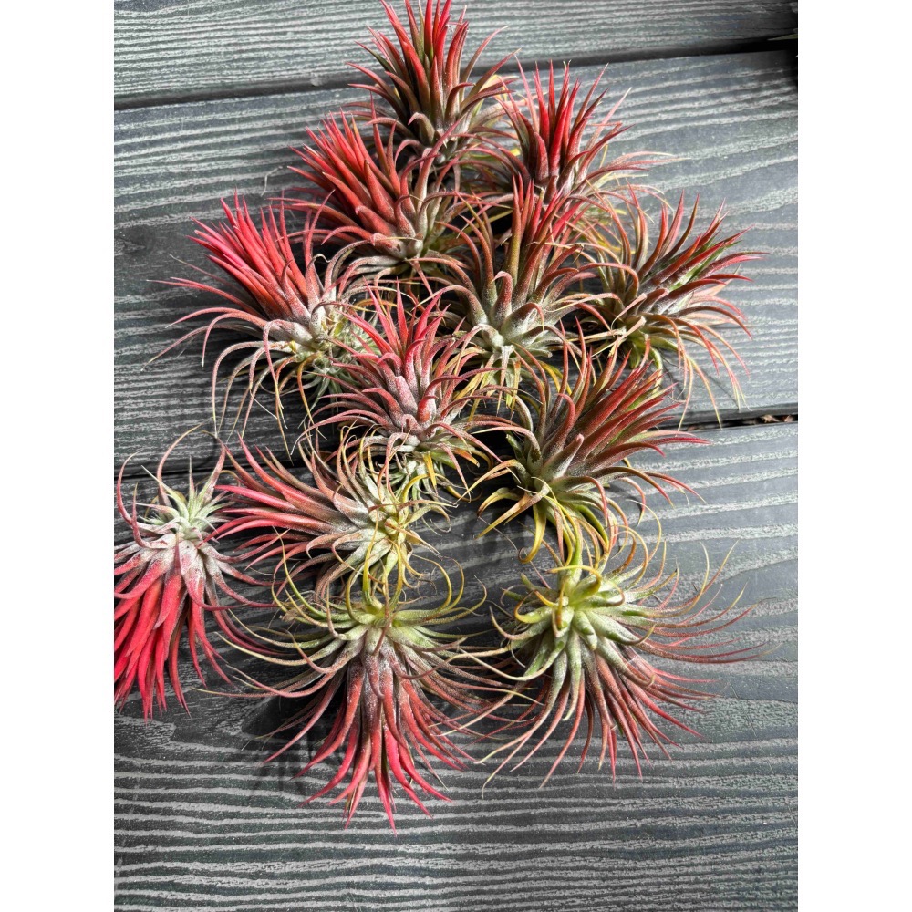 【 厭世植物園 】懶人植物空氣鳳梨- 變異小精靈<葉轉紅色>-細節圖4