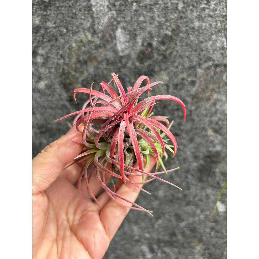 【 厭世植物園 】懶人植物空氣鳳梨-ionantha Rubra curve 捲葉小精靈  <開完花帶小芽 葉粉紅-細節圖3