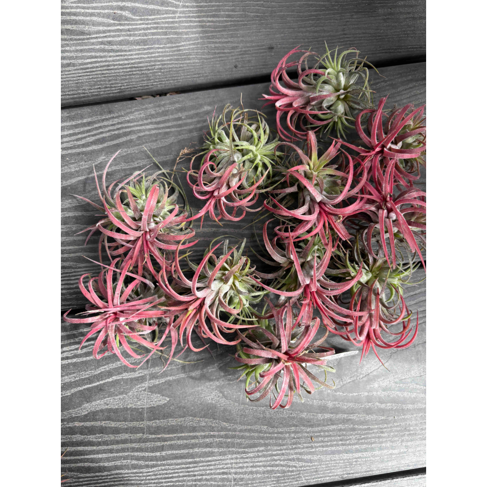 【 厭世植物園 】懶人植物空氣鳳梨-ionantha Rubra curve 捲葉小精靈  <開完花帶小芽 葉粉紅-細節圖4