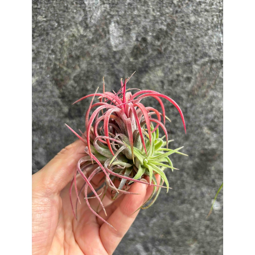 【 厭世植物園 】懶人植物空氣鳳梨-ionantha Rubra curve 捲葉小精靈  <開完花帶小芽 葉粉紅-細節圖2