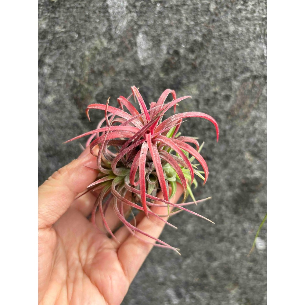 【 厭世植物園 】懶人植物空氣鳳梨-ionantha Rubra curve 捲葉小精靈  <開完花帶小芽 葉粉紅-細節圖3