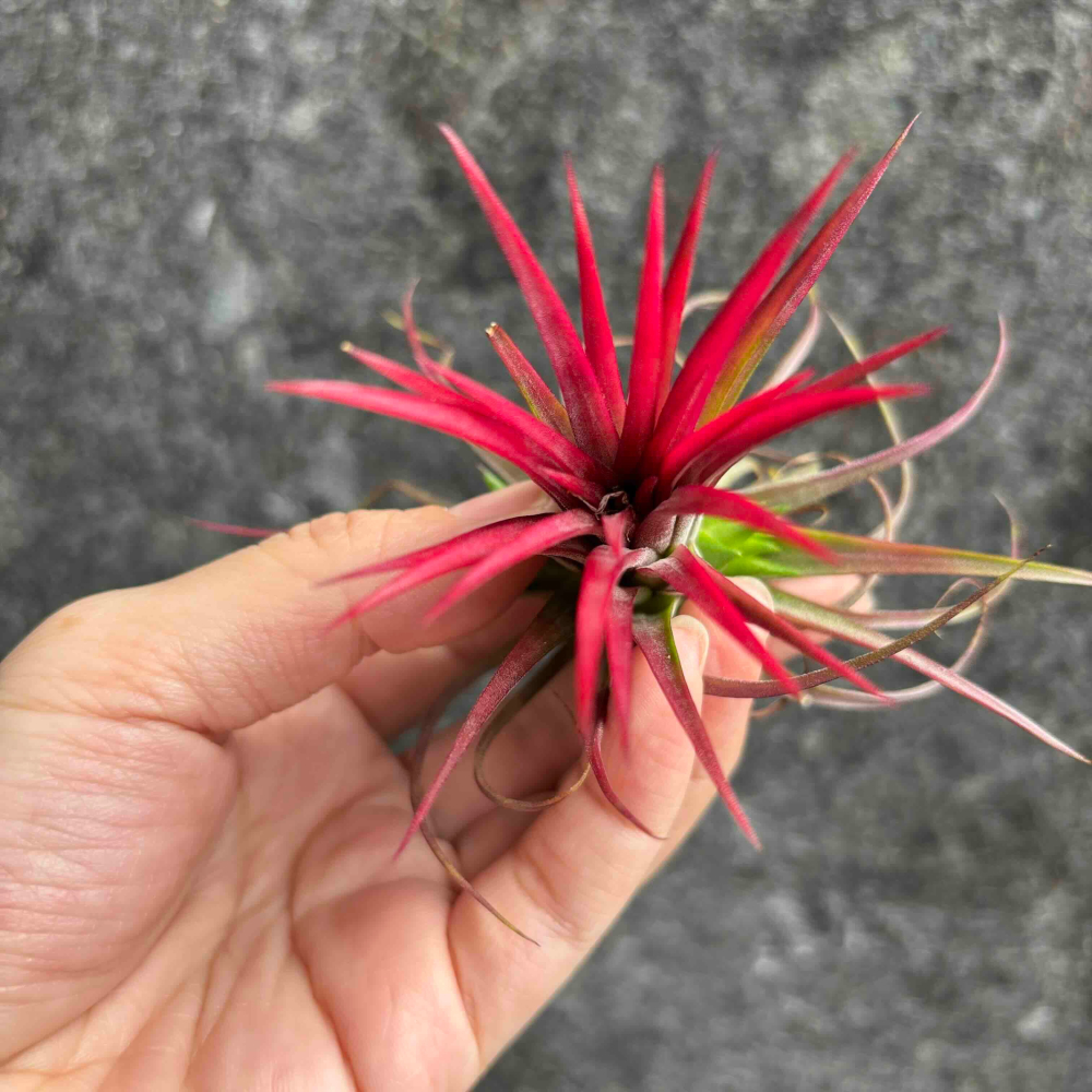 【 厭世植物園 】懶人植物空氣鳳梨-xerographica 霸王空氣鳳梨-細節圖2