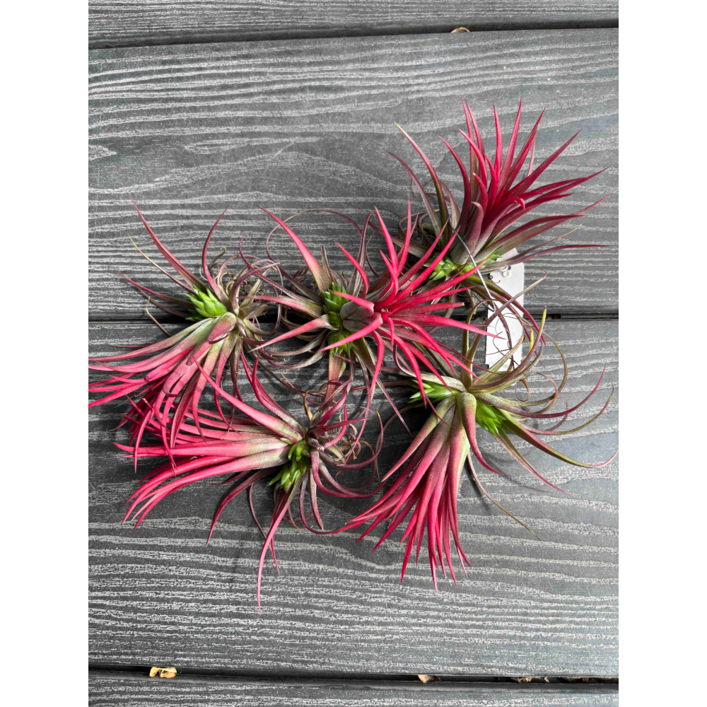 【 厭世植物園 】懶人植物空氣鳳梨-xerographica 霸王空氣鳳梨-細節圖3