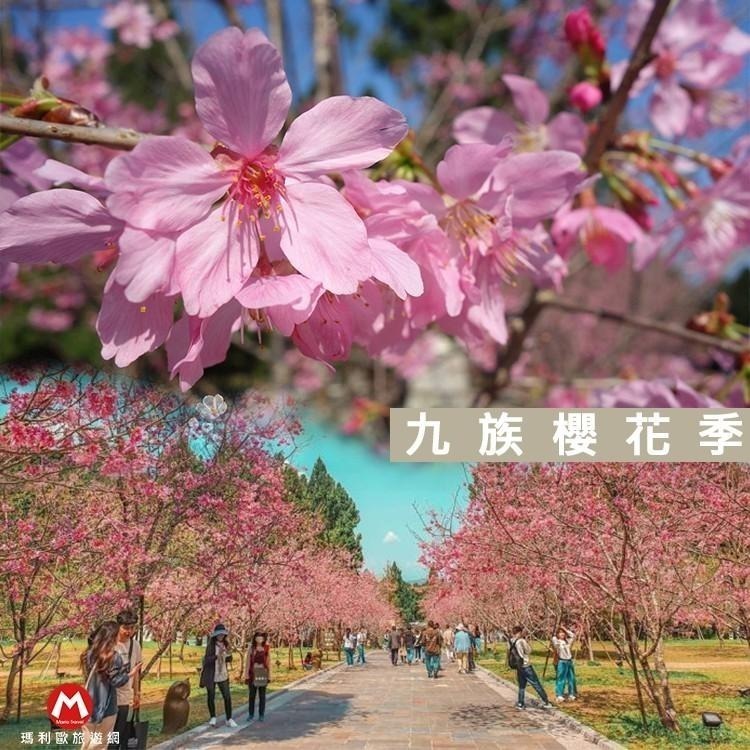 快速出貨~假日/連假遊/天天不加價(瑪利歐旅遊網)南投日月潭櫻花季『九族文化村不分平假日門票+纜車』紙本現貨！-細節圖5