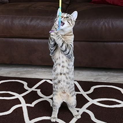 [喵皇帝] 正版 美國 Cat Dancer Cat Charmer 貓舞者 彩帶逗貓棒 互動貓玩具-細節圖7