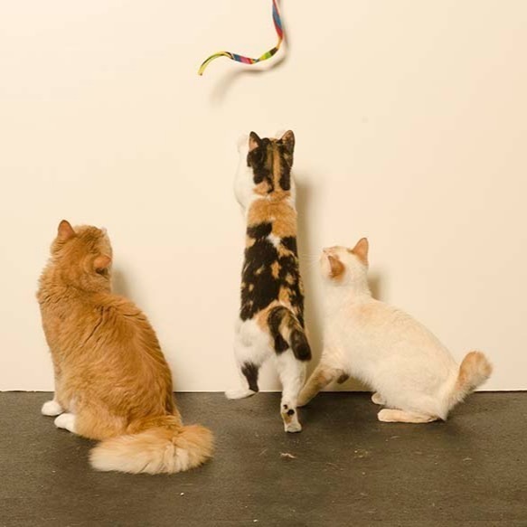 [喵皇帝] 正版 美國 Cat Dancer Cat Charmer 貓舞者 彩帶逗貓棒 互動貓玩具-細節圖9