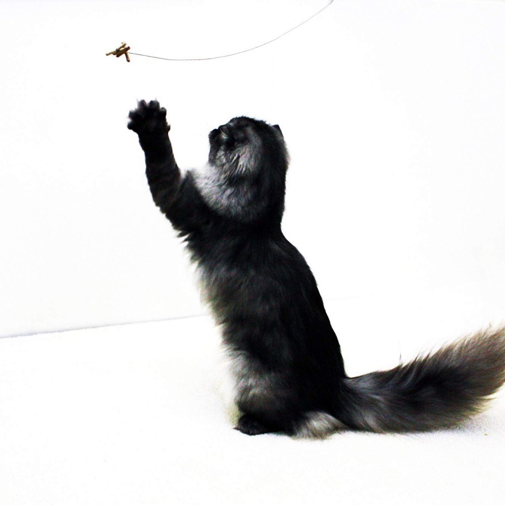 [喵皇帝] 正版美國Cat Dancer貓舞者互動貓玩具鋼絲逗貓棒-細節圖2