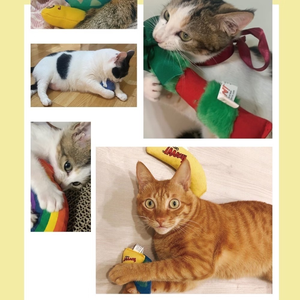 [喵皇帝] YEOWWW! 美國產 瘋狂貓 有機貓草 貓草束 貓薄荷-細節圖5