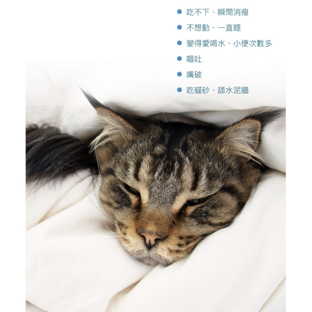 [喵皇帝] 木入森 貓咪保腎利 貓咪腎臟保健食品 30顆/60顆-細節圖3