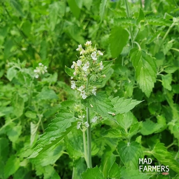 [喵皇帝] Mad Farmer 梅德農夫 韓國無農藥 貓薄荷原葉│10g 貓草-細節圖3