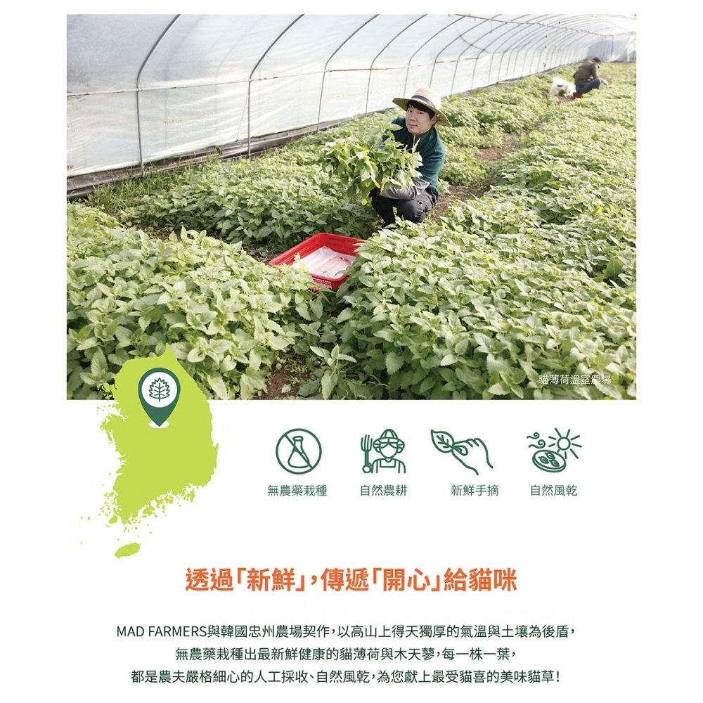 [喵皇帝] Mad Farmer 梅德農夫 韓國無農藥 貓薄荷原葉│10g 貓草-細節圖8