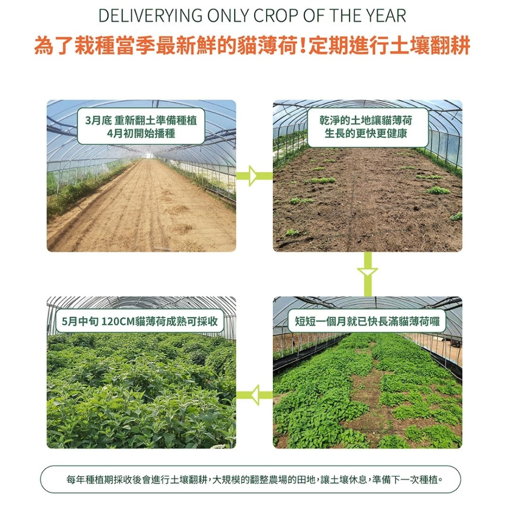 [喵皇帝] Mad Farmer 梅德農夫 韓國無農藥 貓薄荷原葉│10g 貓草-細節圖10