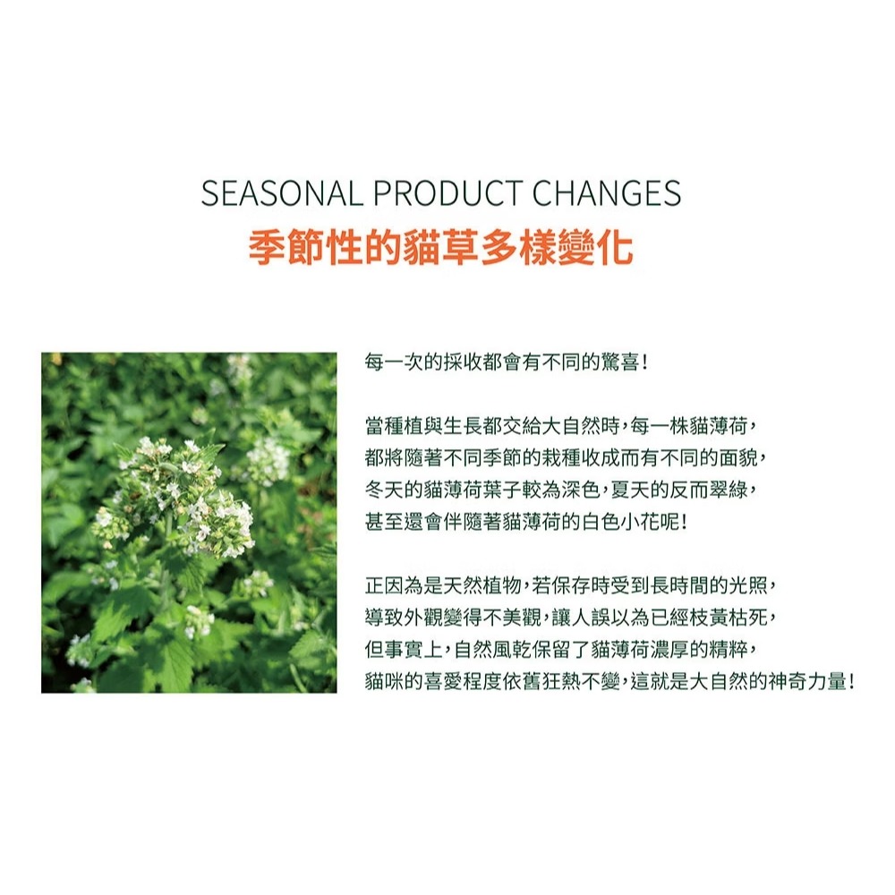 [喵皇帝] Mad Farmer 梅德農夫 韓國無農藥 貓薄荷原葉│10g 貓草-細節圖11