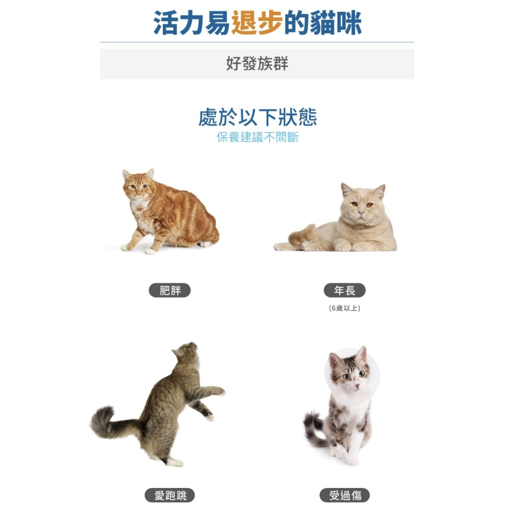 [喵皇帝] 木入森 貓咪有關膝 30顆/60顆 貓咪關節保健食品-細節圖4