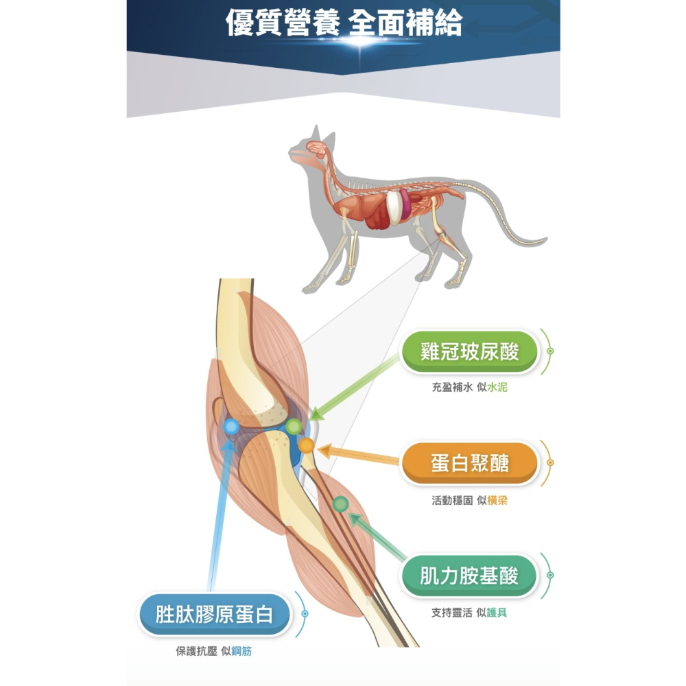 [喵皇帝] 木入森 貓咪有關膝 30顆/60顆 貓咪關節保健食品-細節圖10