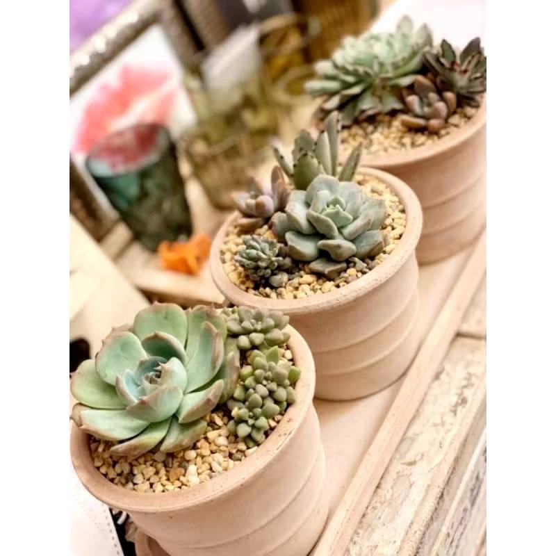 Deroma 迷你 西恩納 多肉 美盆-細節圖2